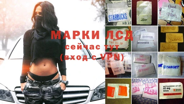хмурый Аркадак